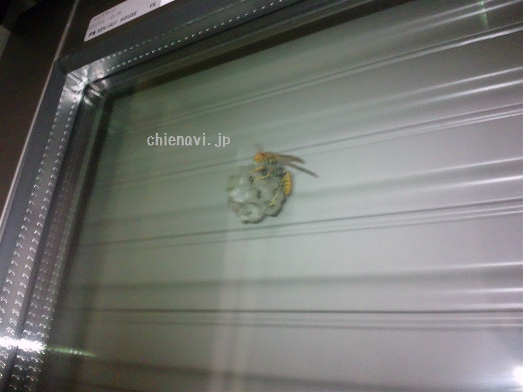 蜂の巣
