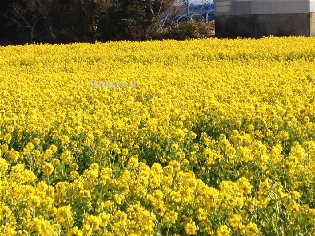 田原菜の花まつり