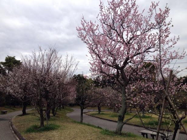向山梅林園