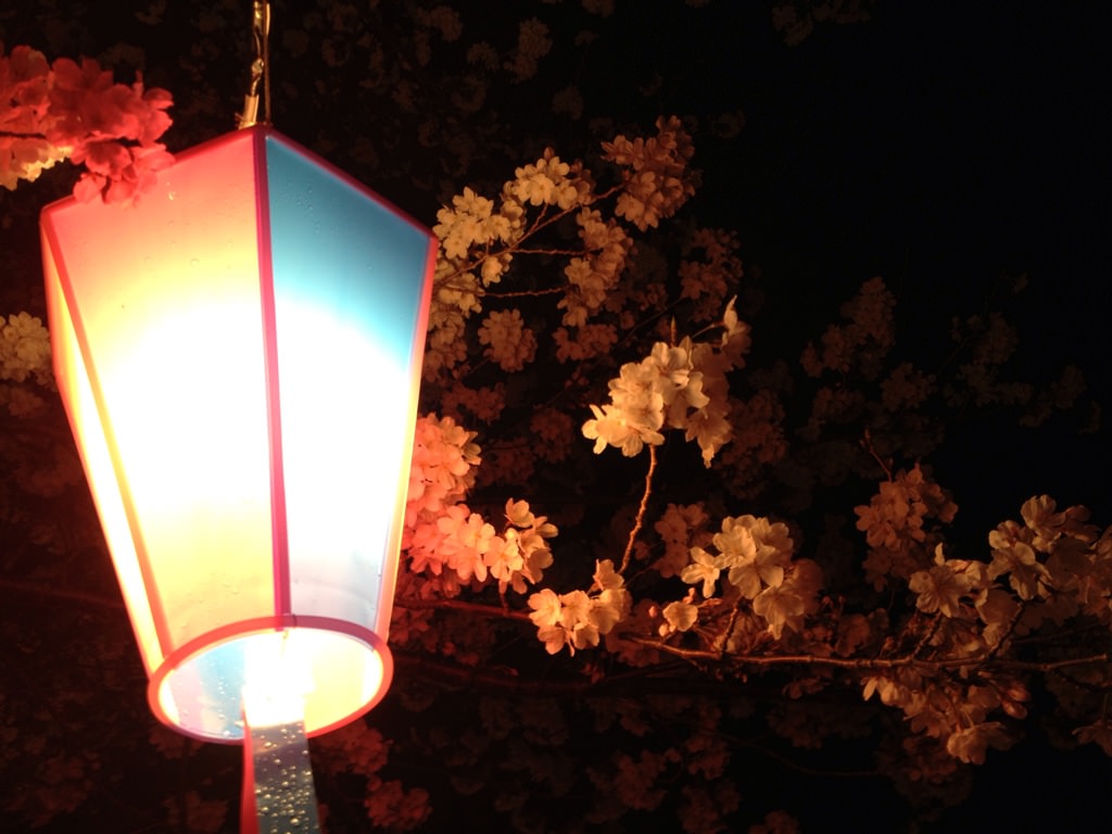 向山緑地桜2