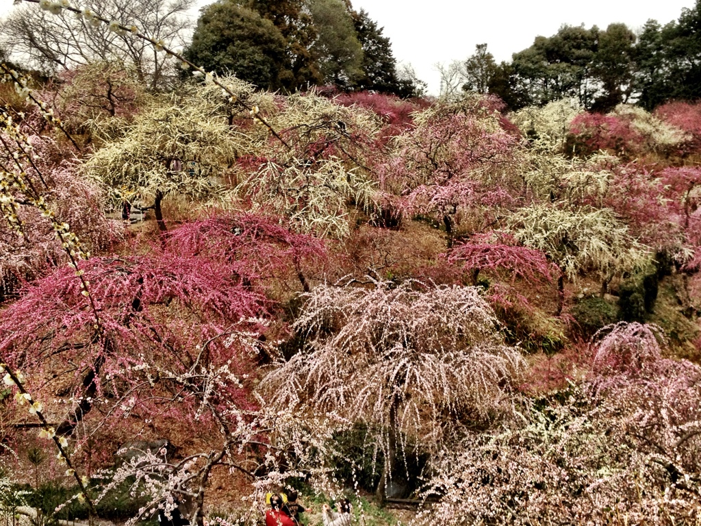 龍尾神社梅